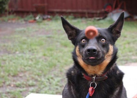 813324_perfectly-timed-photo-dog