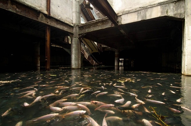 7566210-R3L8T8D-650-flooded-abandoned-mall-with-fish-bangkok-thailand