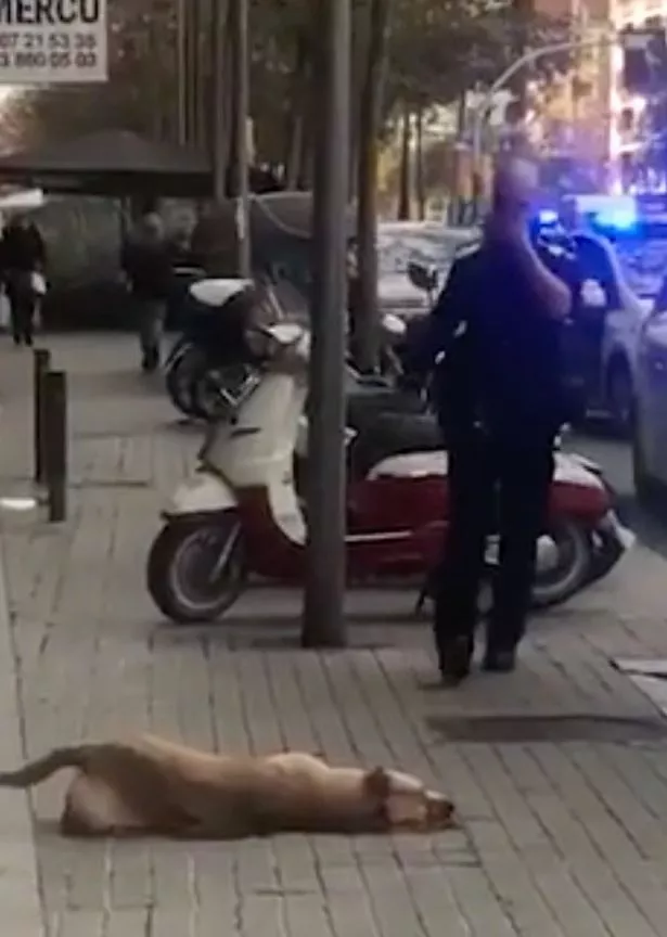 0 animal groups demand probe into shooting of dog by barcelona policeman