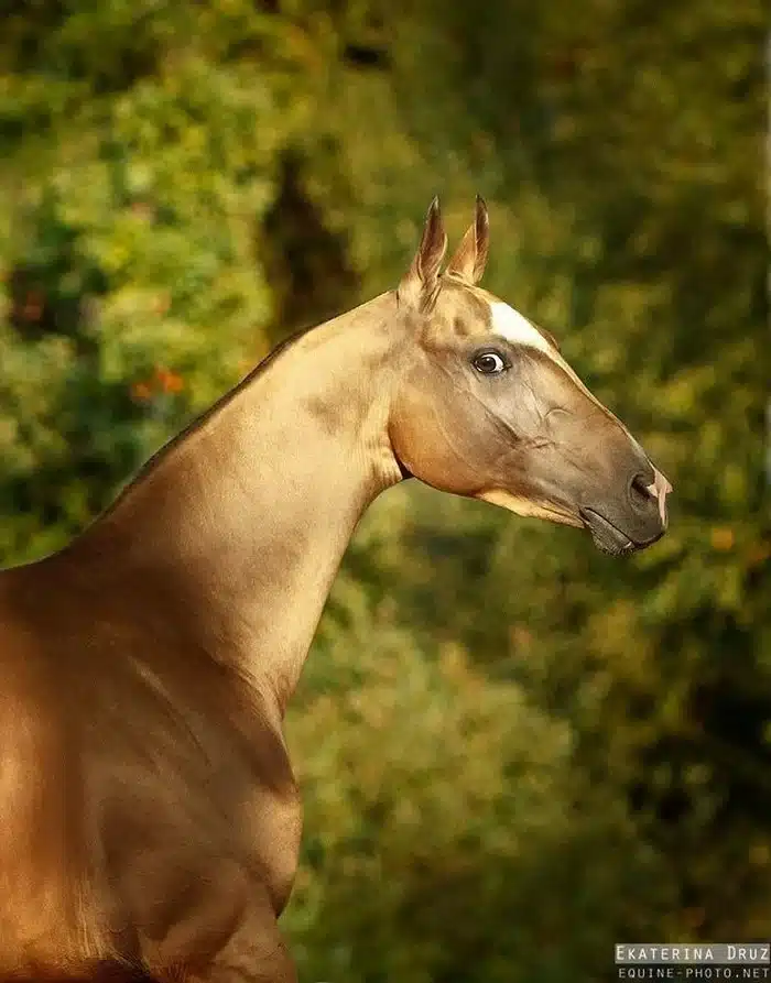 to spanio alogo poy kapoioi apokaloyn to oraiotero ston kosmo moiazei san na einai kalymmeno me chrysafi 2