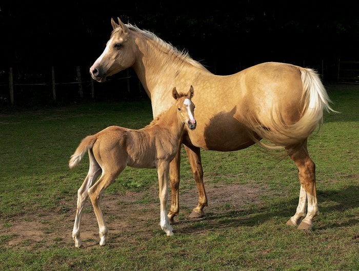 to spanio alogo poy kapoioi apokaloyn to oraiotero ston kosmo moiazei san na einai kalymmeno me chrysafi 3