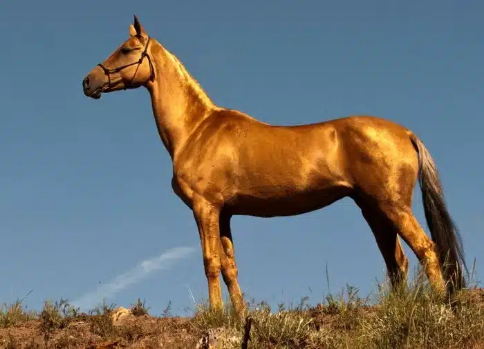 to spanio alogo poy kapoioi apokaloyn to oraiotero ston kosmo moiazei san na einai kalymmeno me chrysafi 7