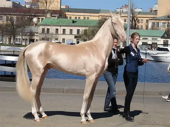 to spanio alogo poy kapoioi apokaloyn to oraiotero ston kosmo moiazei san na einai kalymmeno me chrysafi 9