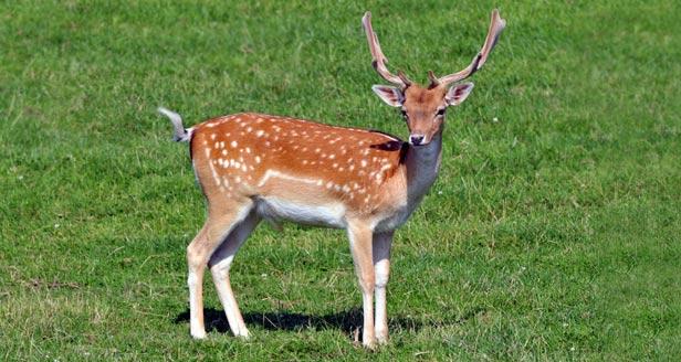 fallow deer 616x328 1