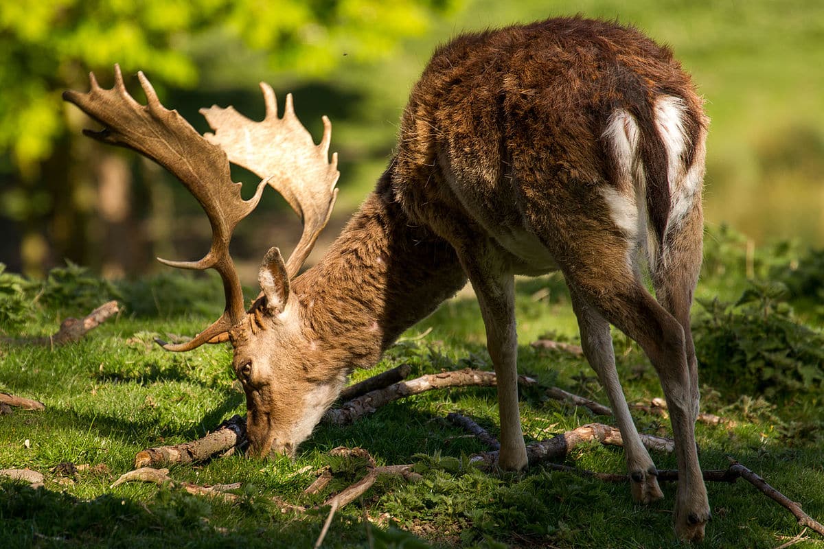 fallow buck deer with palmate antlers in sunlight 1200x800 1