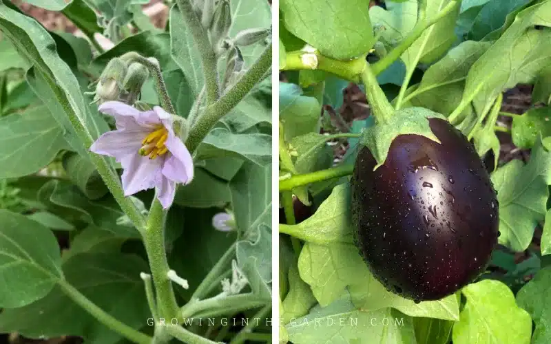 how to grow eggplant 1.png