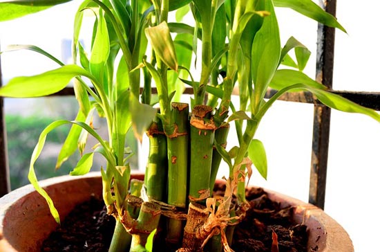 bamboo pot plant