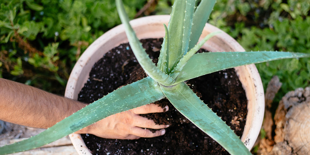 mistikakipou frontida aloe