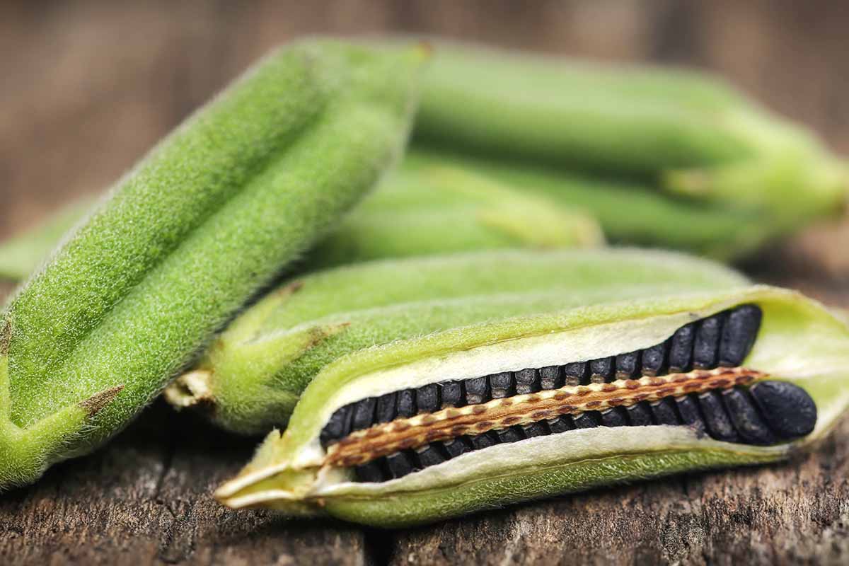 sesame seed pods on a wooden surface