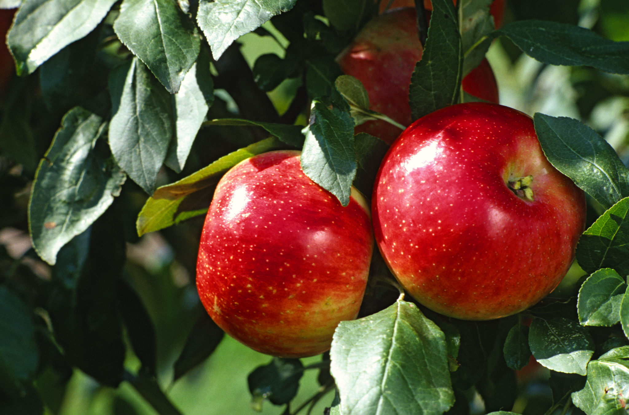 two apples close up screen