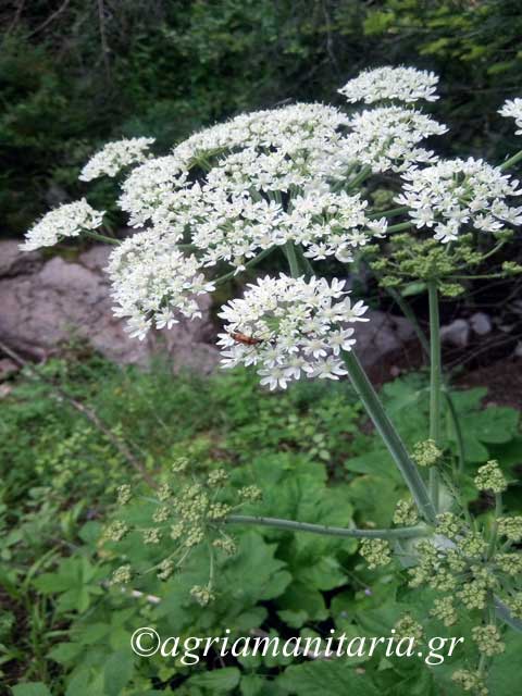 heracleum sphondylium irakleio to sfondylio 2