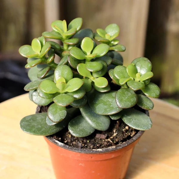 mini leaf jade plants 29150187651114 grande 1