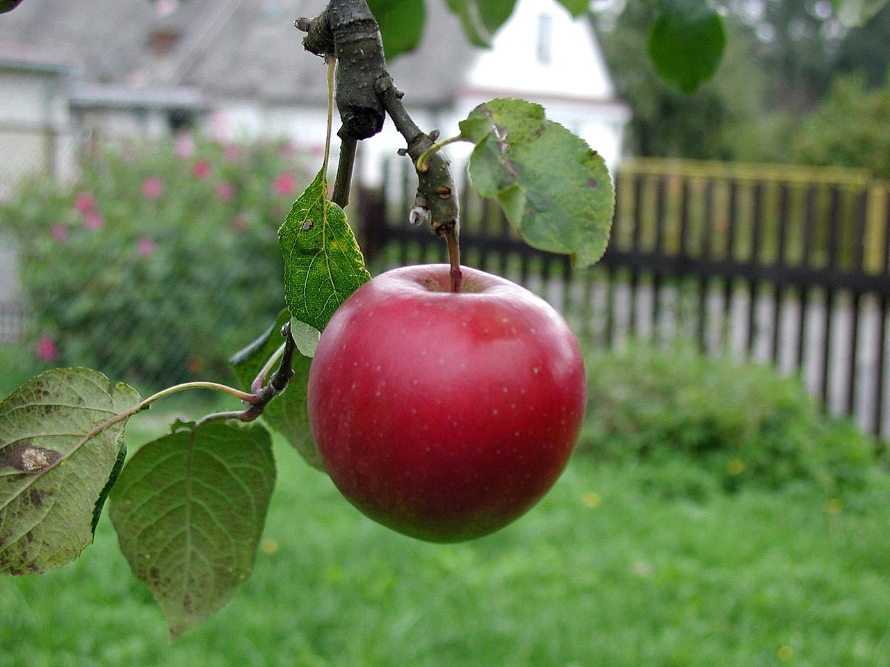 1280px beautiful red apple