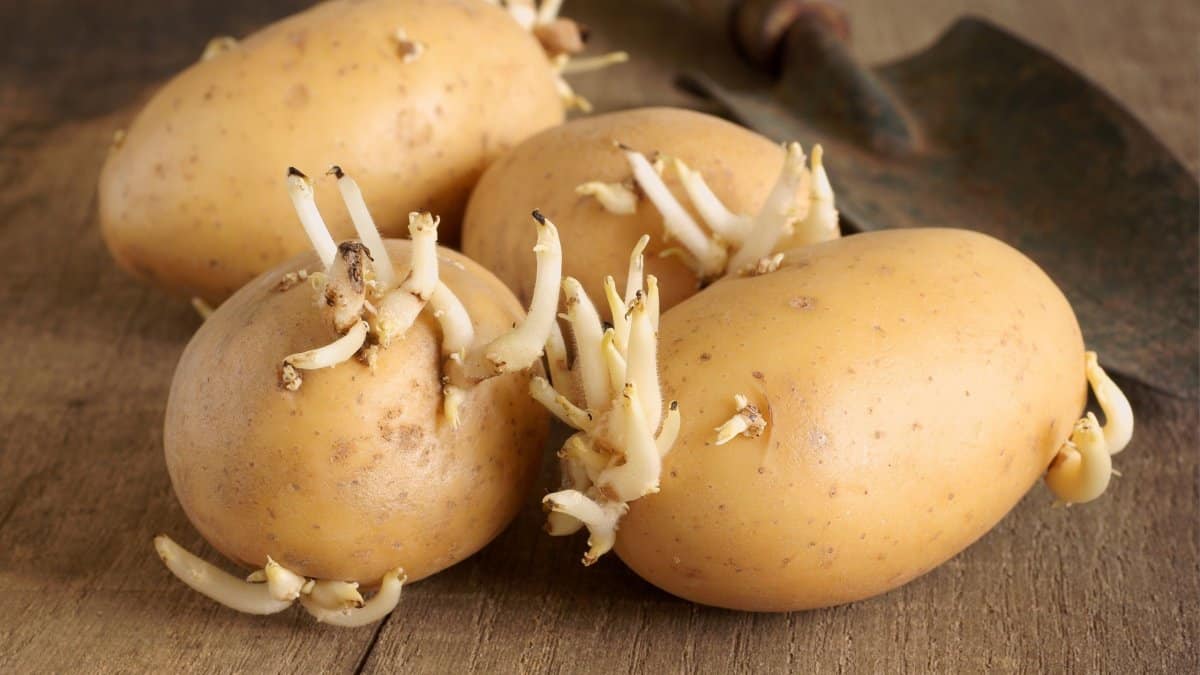 760b9a2b bigstock seed potatoes 64049035