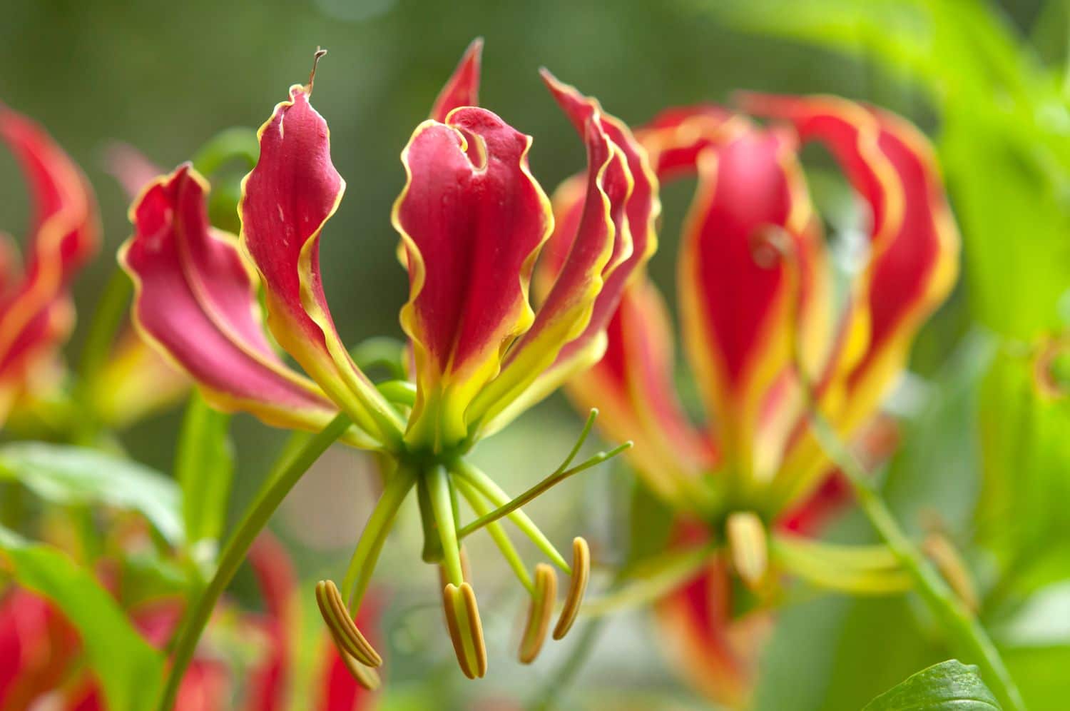 growing the gloriosa lily 5105298 01 54ef8e00e6784daab2a0a4b32c6c217e