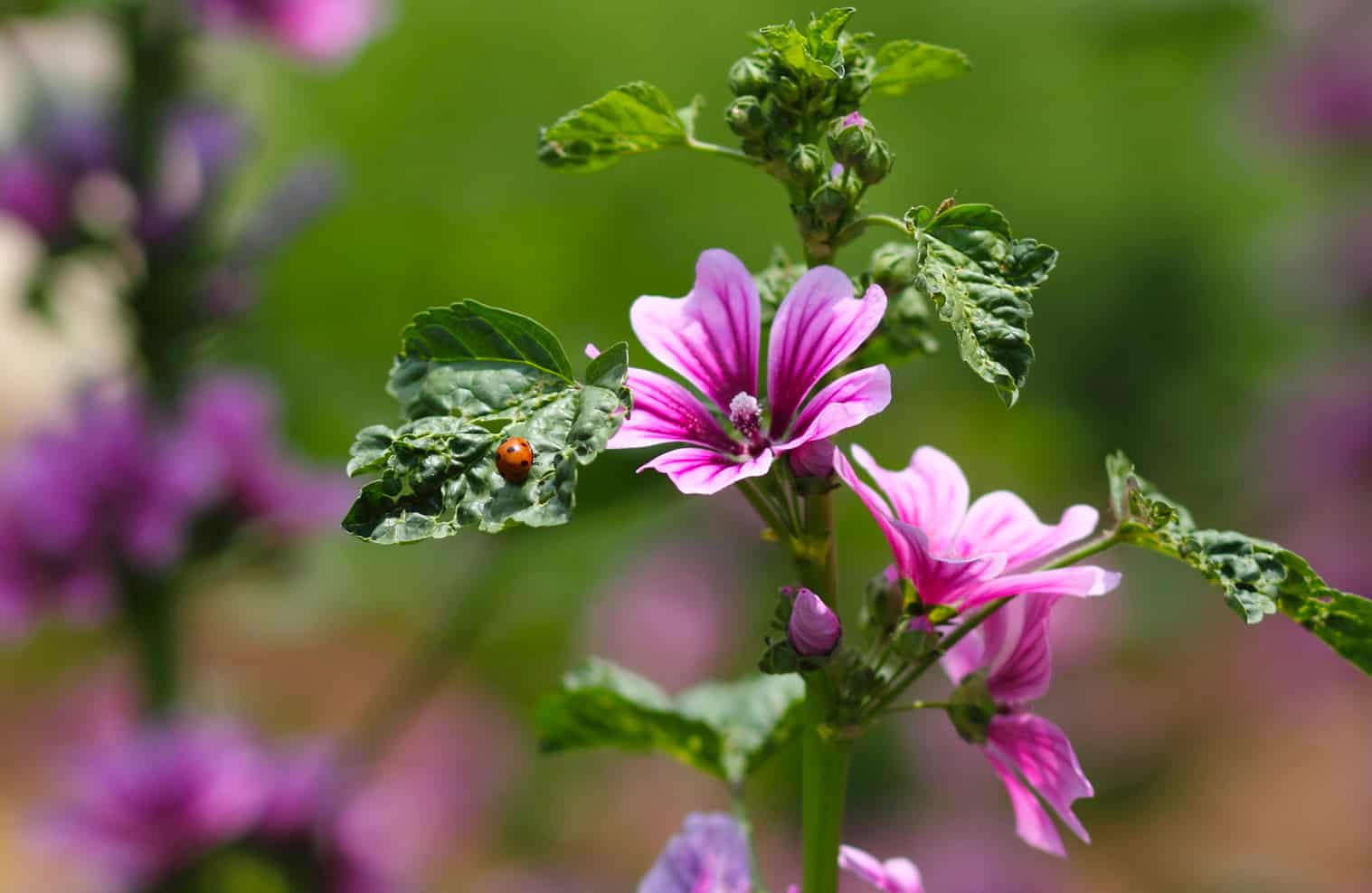 malva sylvestris flower