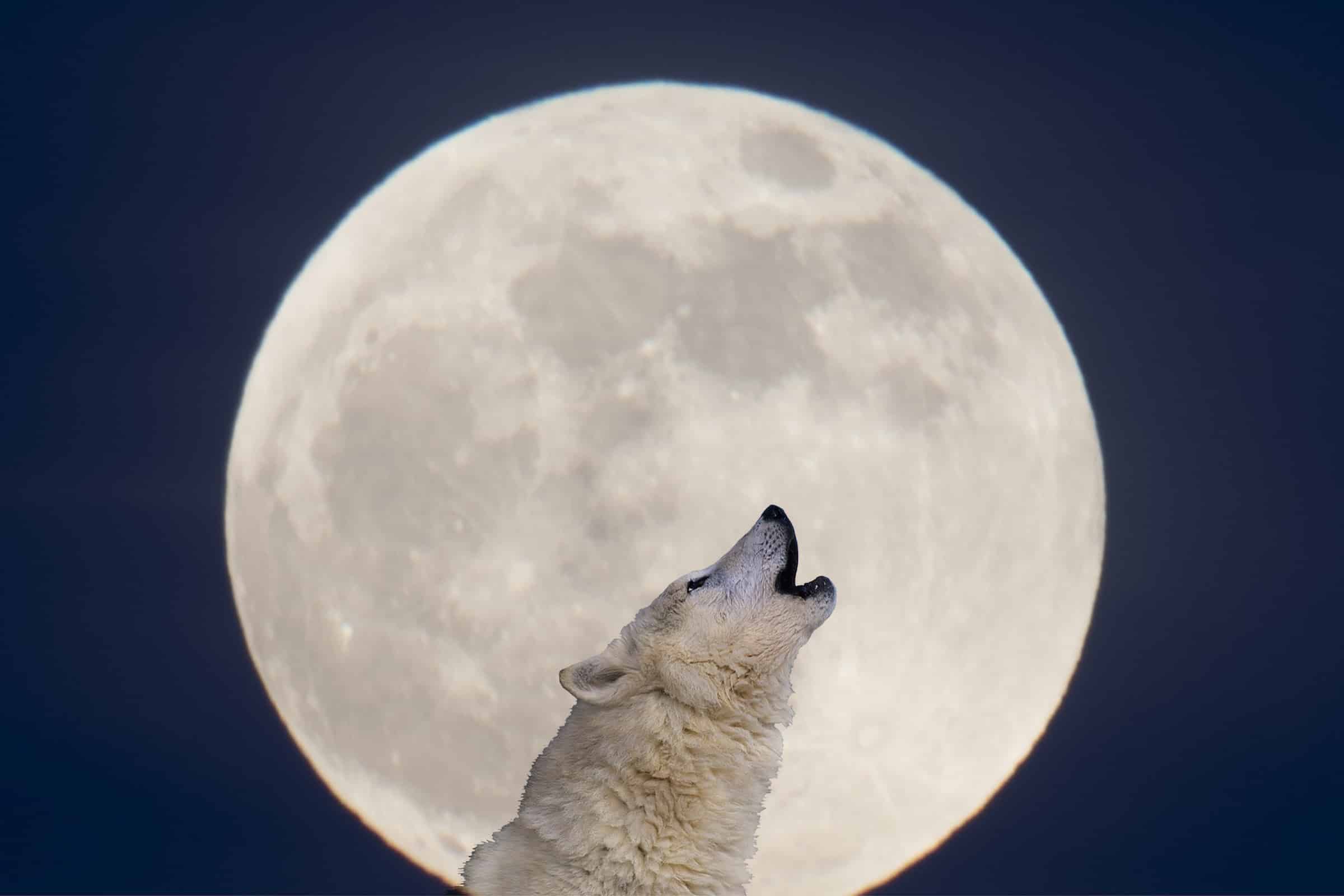 how to see the wolf moon in 2023 thumbnail 843501a