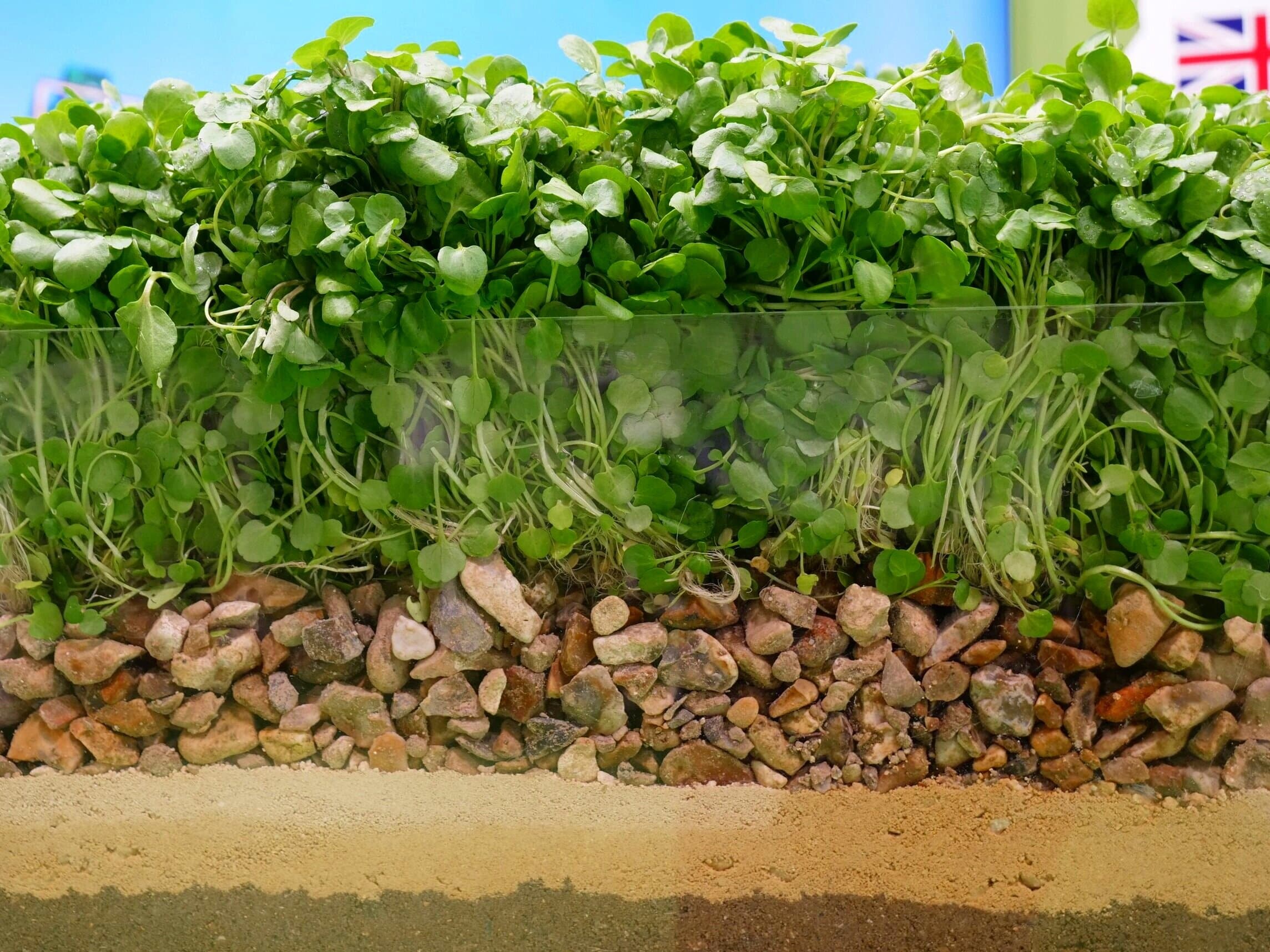 watercress roots plant