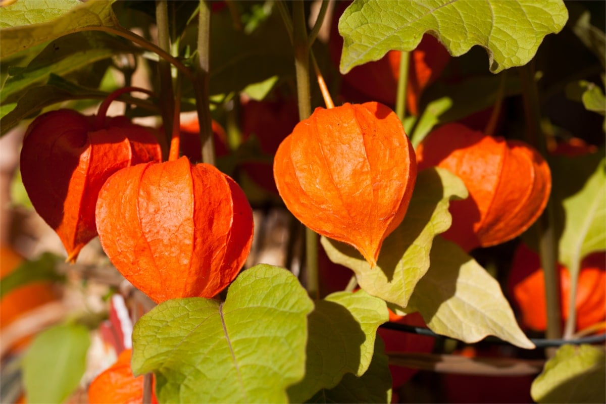 ashwagandha plant