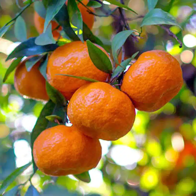 chios mandarins2
