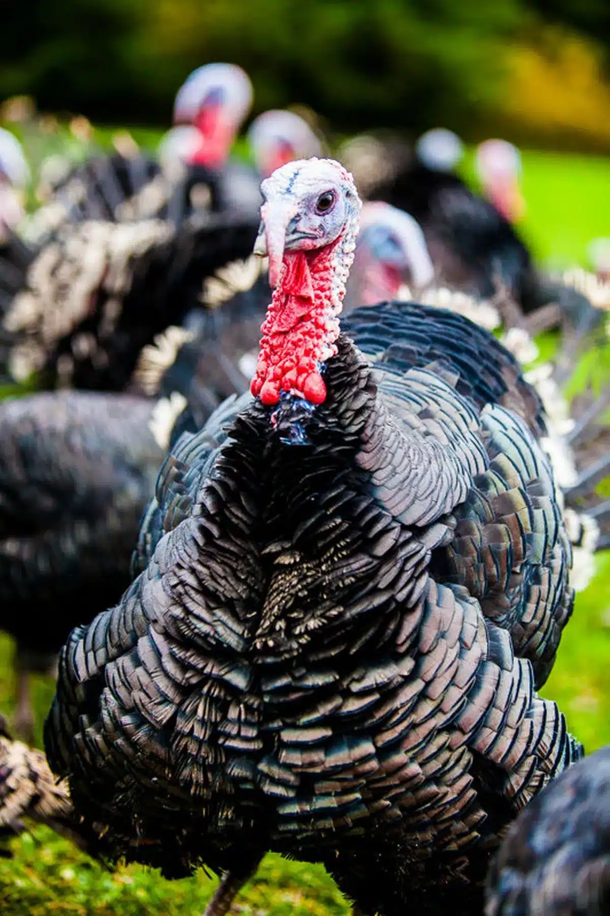 0 im an organic farmer bird flu could hit turkey numbers this christmas