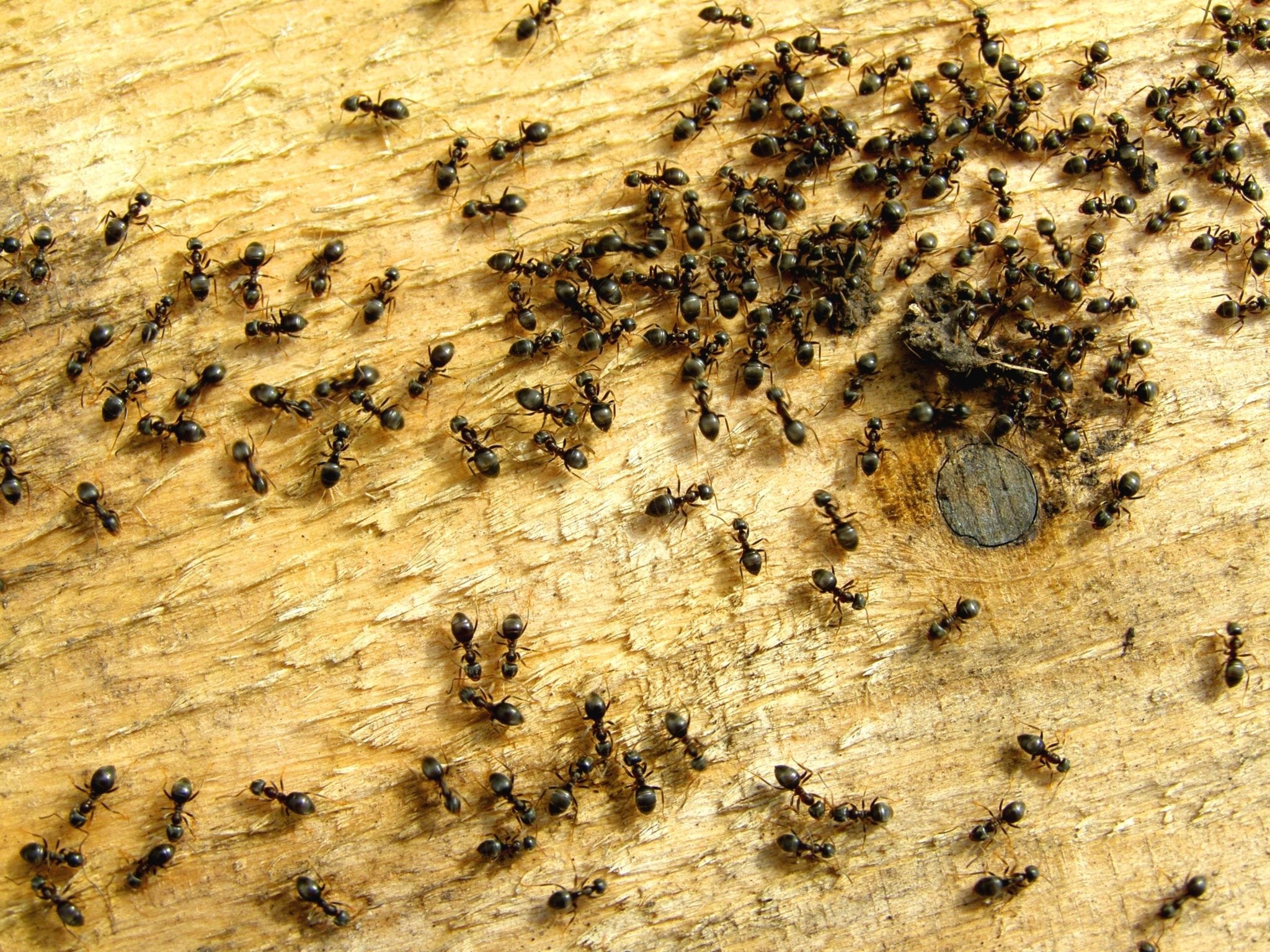 ants on wood 2048x1536 1