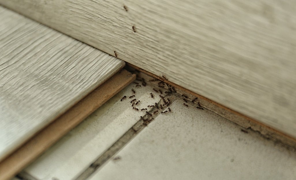 how to get rid of ants step 1 1025x625 1