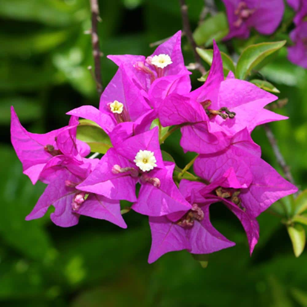 bougainvillea sp1