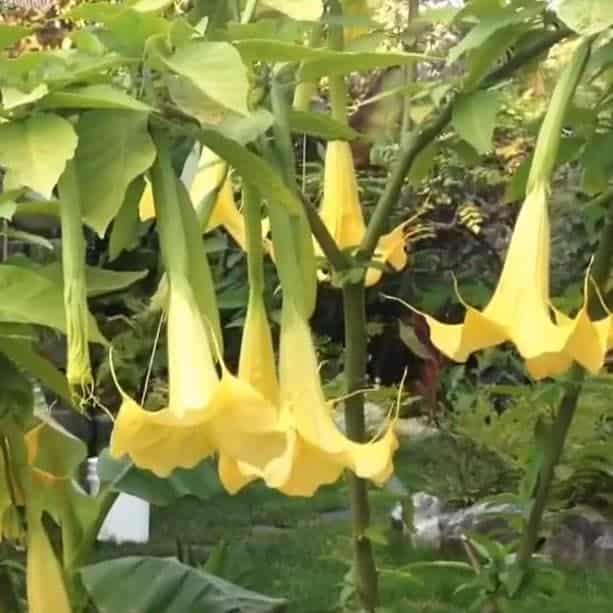 brugmansia aurea