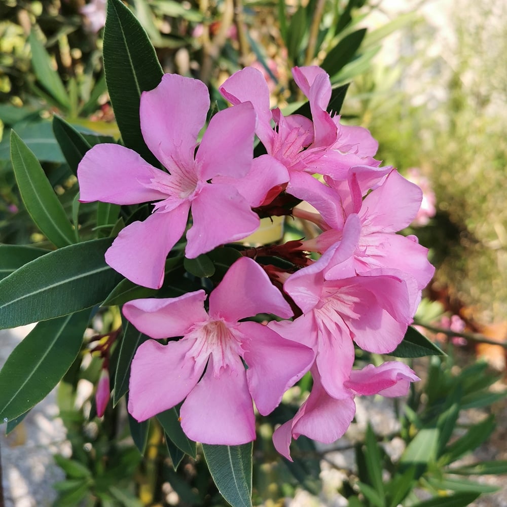 nerium oleander pikrodafni 3