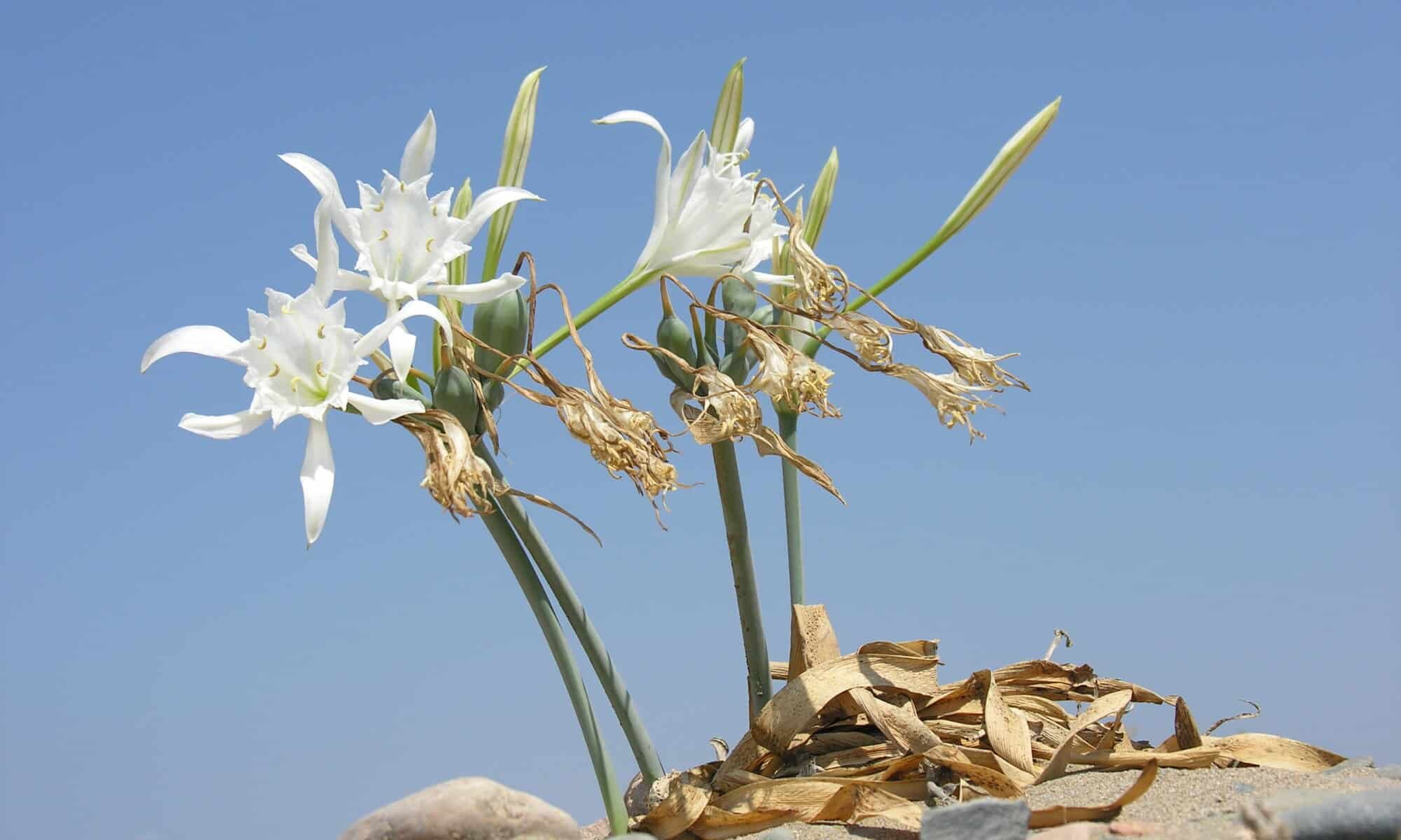 pancratium maritimum2027 2 2000x1200 1