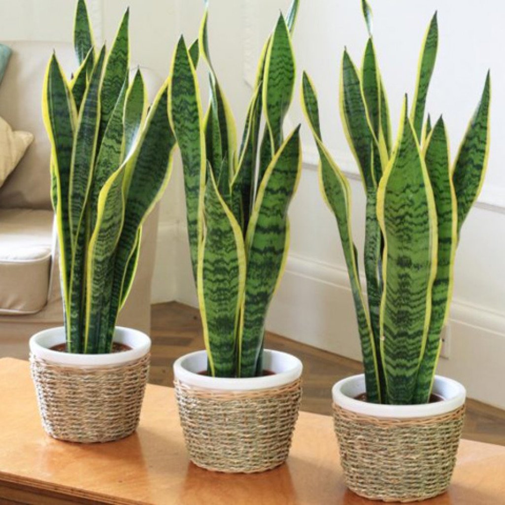 sansevieria4