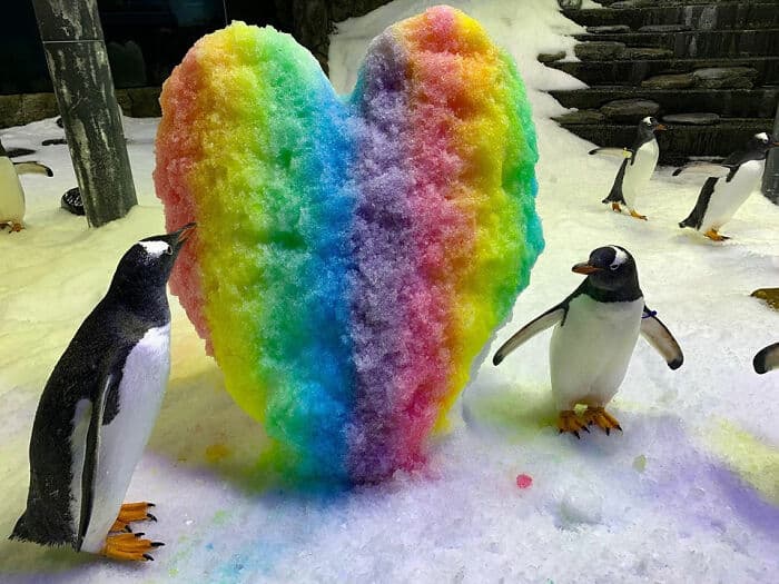 gay penguin parents 1 5fc4ac7229d81 700