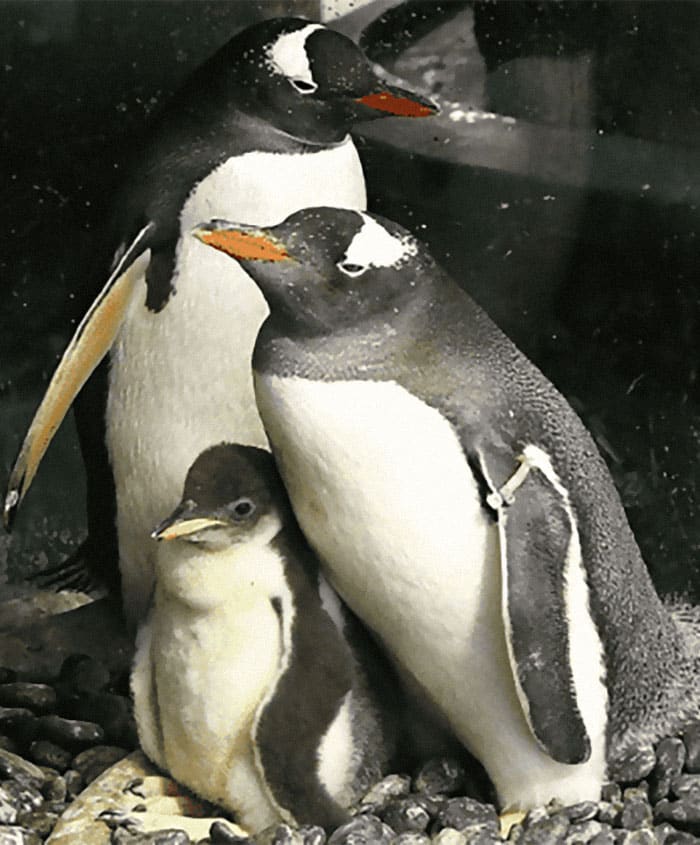 gay penguin parents 19 5fc4ad43d0d5c 700