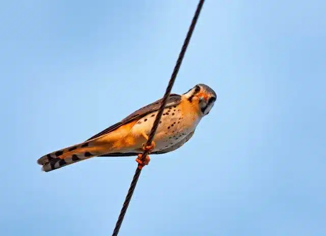 how do birds perch safely on high voltage wires without getting electrocute u30 0 27995500 1733738353