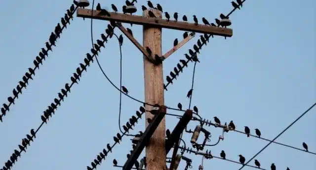 how do birds perch safely on high voltage wires without getting electrocute u30 0 68059300 1733738353