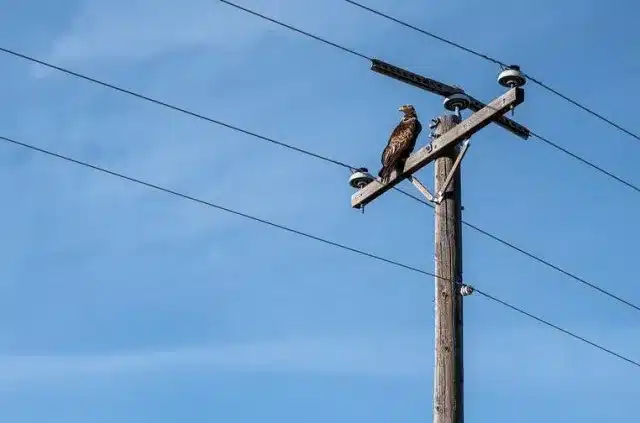 how do birds perch safely on high voltage wires without getting electrocute u30 0 93530100 1733738352