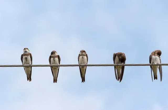 how do birds perch safely on high voltage wires without getting electrocute u30 0 99898200 1733738353