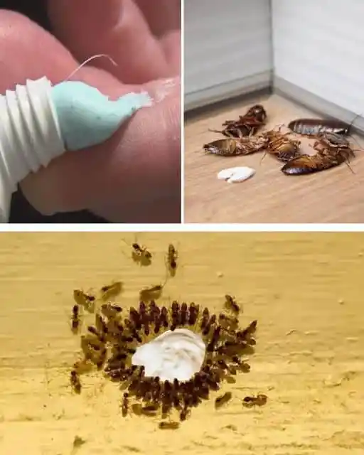 toothpaste cockroaches