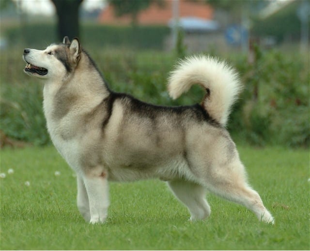 alaskan malamute