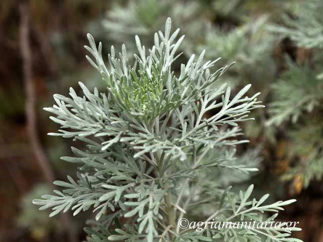 artemisia absinthium apsithia artemisia 1