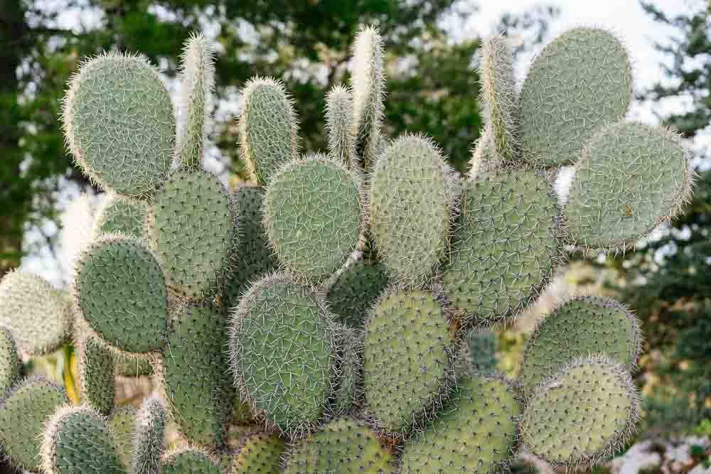 mistikakipou opuntia kaktos frontida