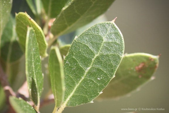 quercus coccifera