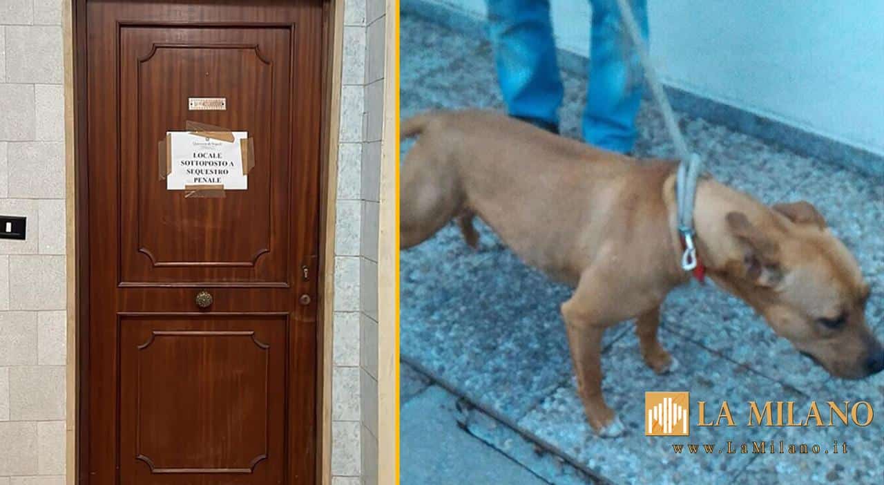 acerra bimba di 9 mesi sbranata a morte da un pitbull