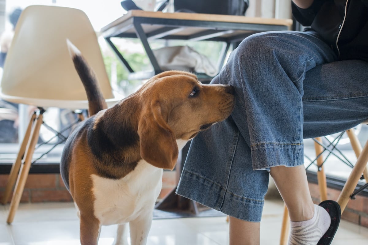 beagle sniffing woman at a table