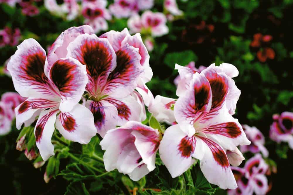 geranium close up bloss