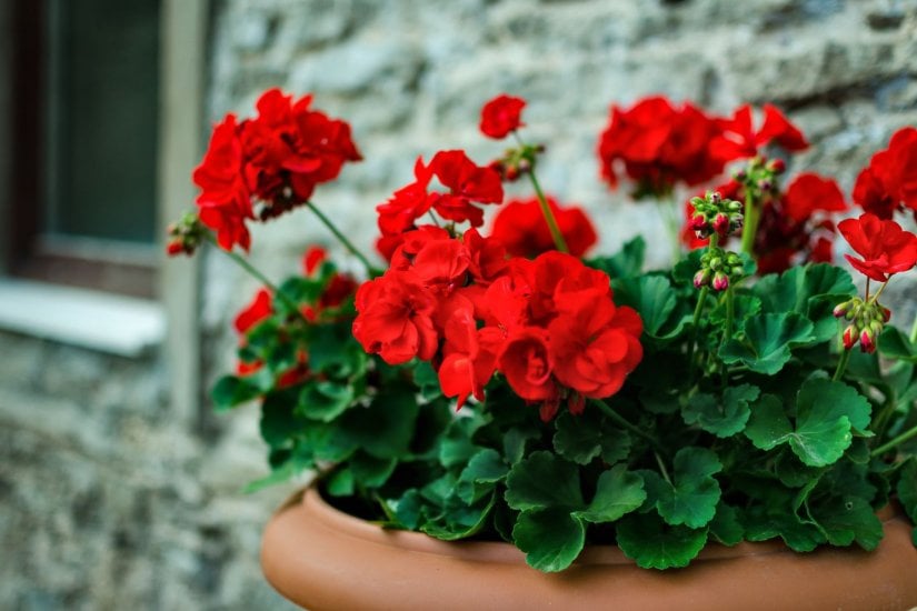 geraniums