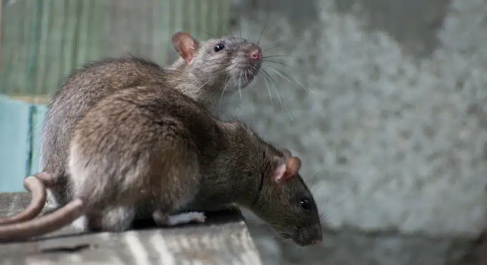 how to spot a roof rat distinctive traits and trouble spots